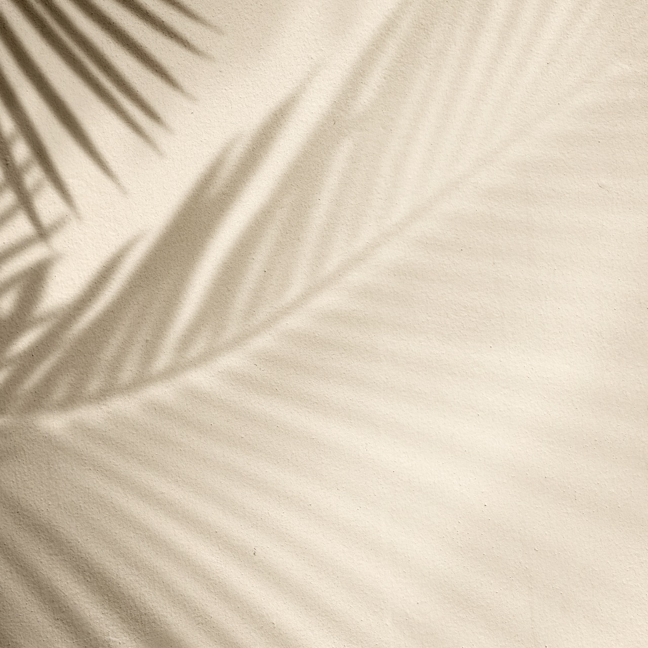 Palm leaf shadow background